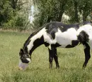 horse