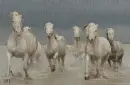 Camargue ponies