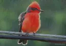 ruby-headed tirannus