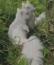albino squirrels