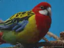 rosella parrot