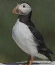 puffin