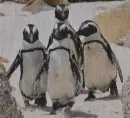 African Penguin