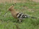 hoopoe