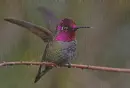 hummingbird