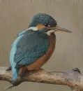 kingfisher