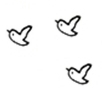 birds