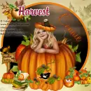 Connie -Harvest
