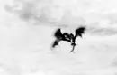 Raven Kings