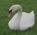 swan
