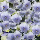 pansies