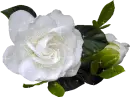 white rosa