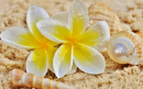 Frangipani Background/Summer