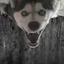 Funny Dog