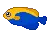 colour fish