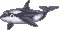 orca
