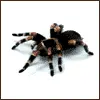 tarantula