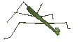 stick insect