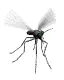 mosquito