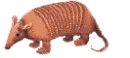 pangolin