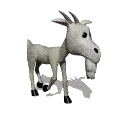 goat
