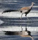 lyre-tailed bird