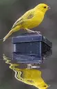 canary