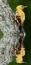 woodpecker