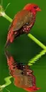 red avadavat