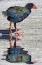 takahe
