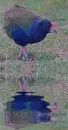 takahe