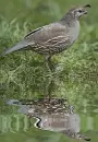 quail