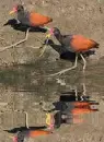 jacanas