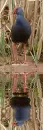 gallinule
