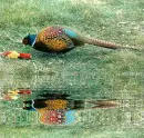 pheasant
