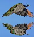 peacock
