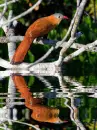 squirrel cuckoo