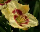 daylily