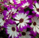 cineraria