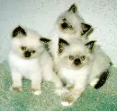 3 kitten
