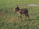 little donkey