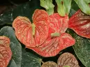 anthurium