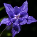 aquilegia