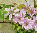 clematis