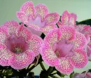 gloxinia