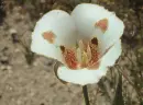 calochortus