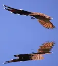 squirrel cuckoo