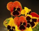 pansies