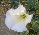 datura