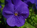 purple pansy